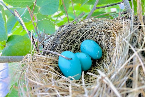 Bird eggs sit in a nest in a tree