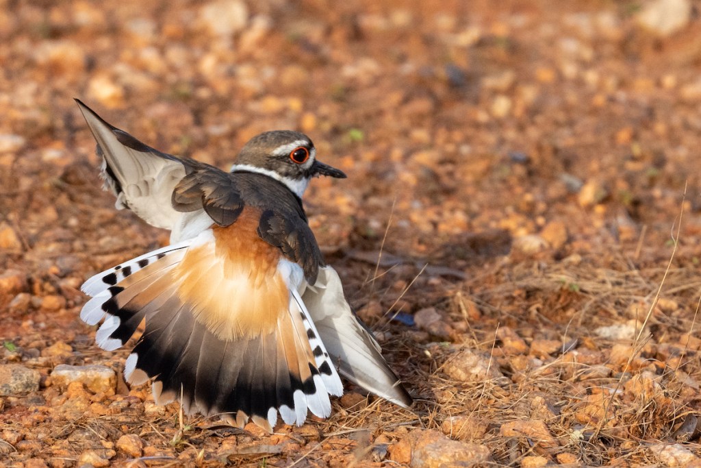 These 4 Steps Will Help You Care for an Injured Bird's Wing | PawTracks