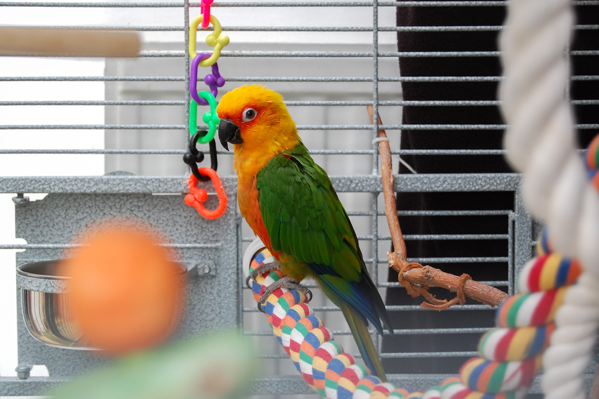 Bird sits on rope and looks at toys in his cage
