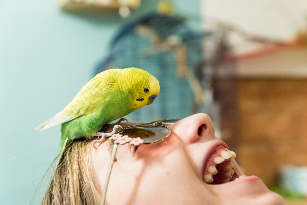 Budgie žaismingai žiūri į moters akinius nuo saulės