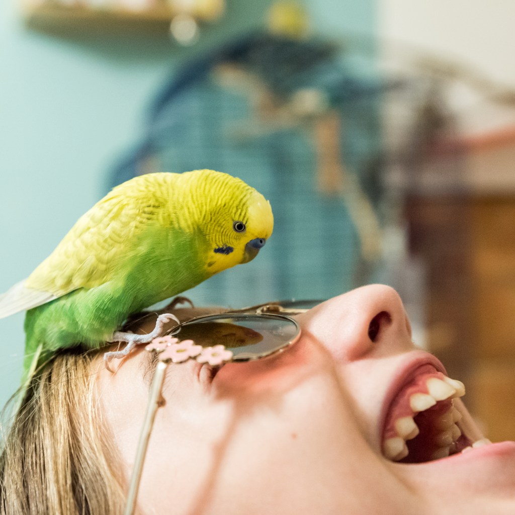 Budgie looks into woman's sunglasses playfully