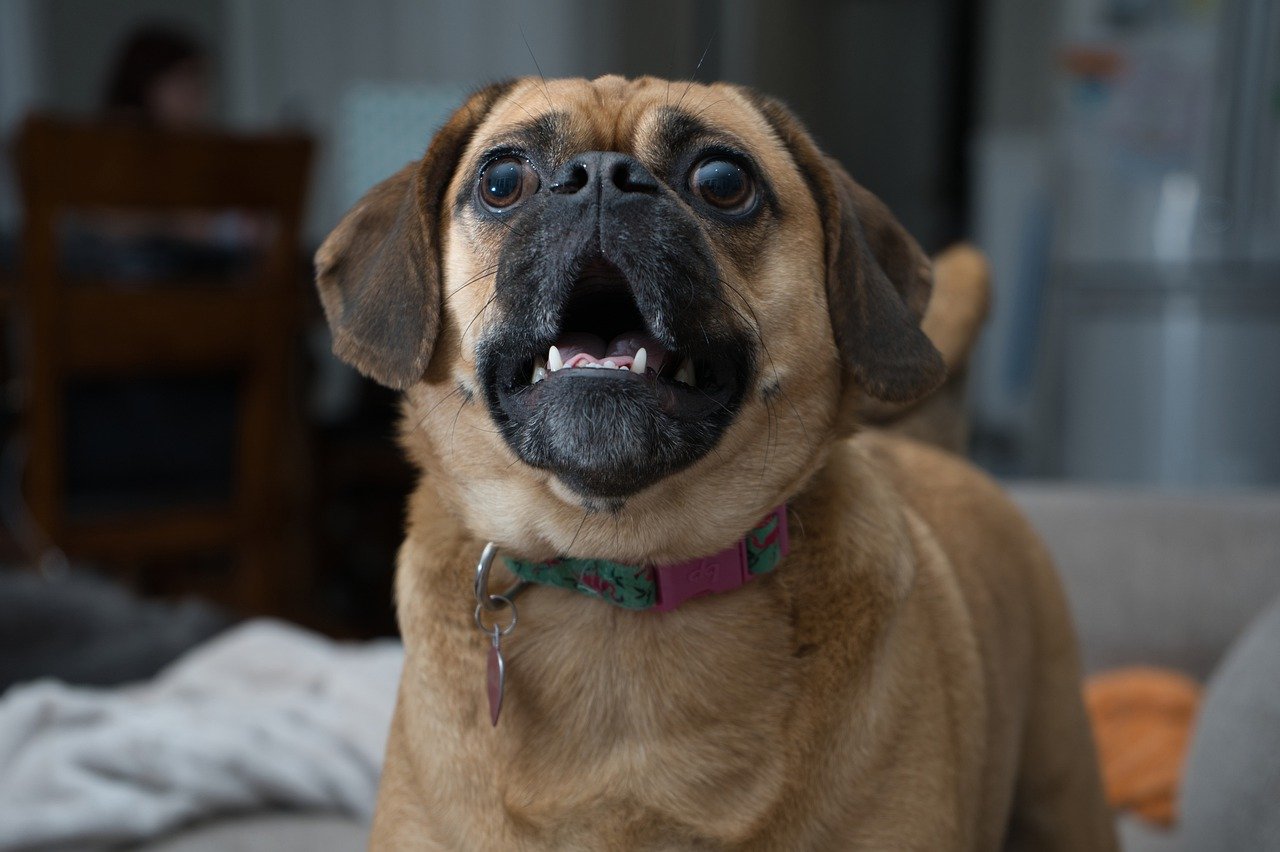 Į kamerą loja juodas ir rudas Puggle.