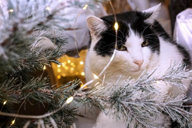 a black and white cat in a Christmas tree