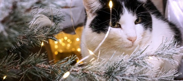 a black and white cat in a Christmas tree