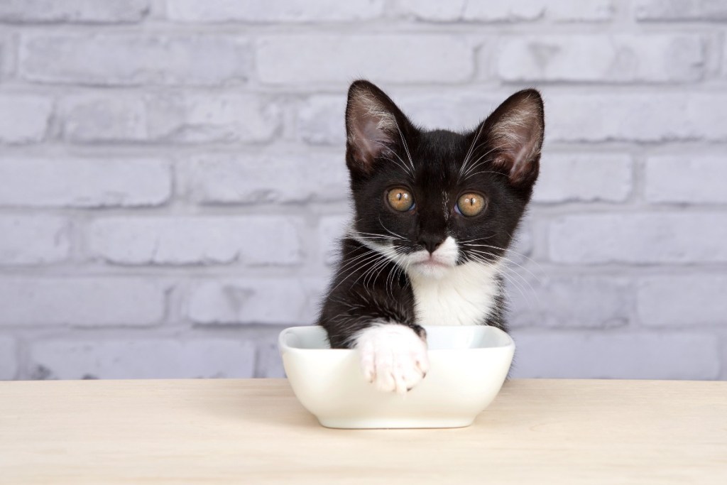 a black and white cat with a white dish
