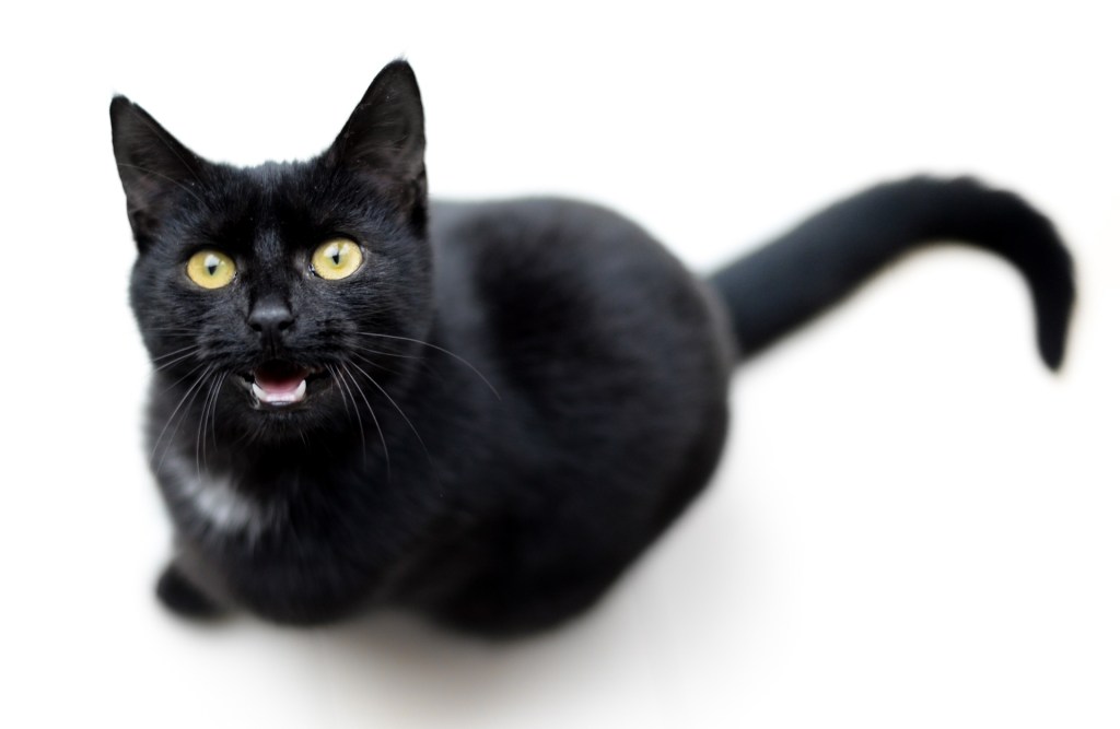 Black cat meowing and looking up at the camera