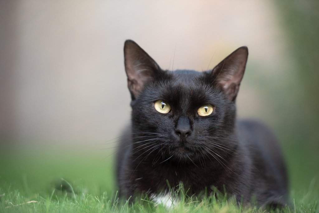 Black cat lying in a grassy yard