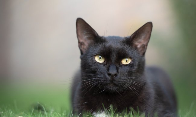 Black cat lying in a grassy yard