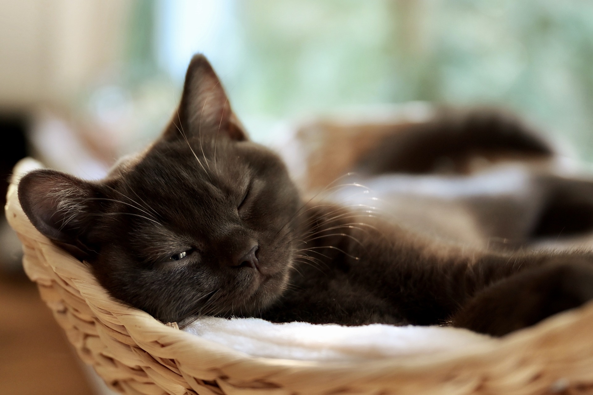 Black cat sleeping comfortably in a basket