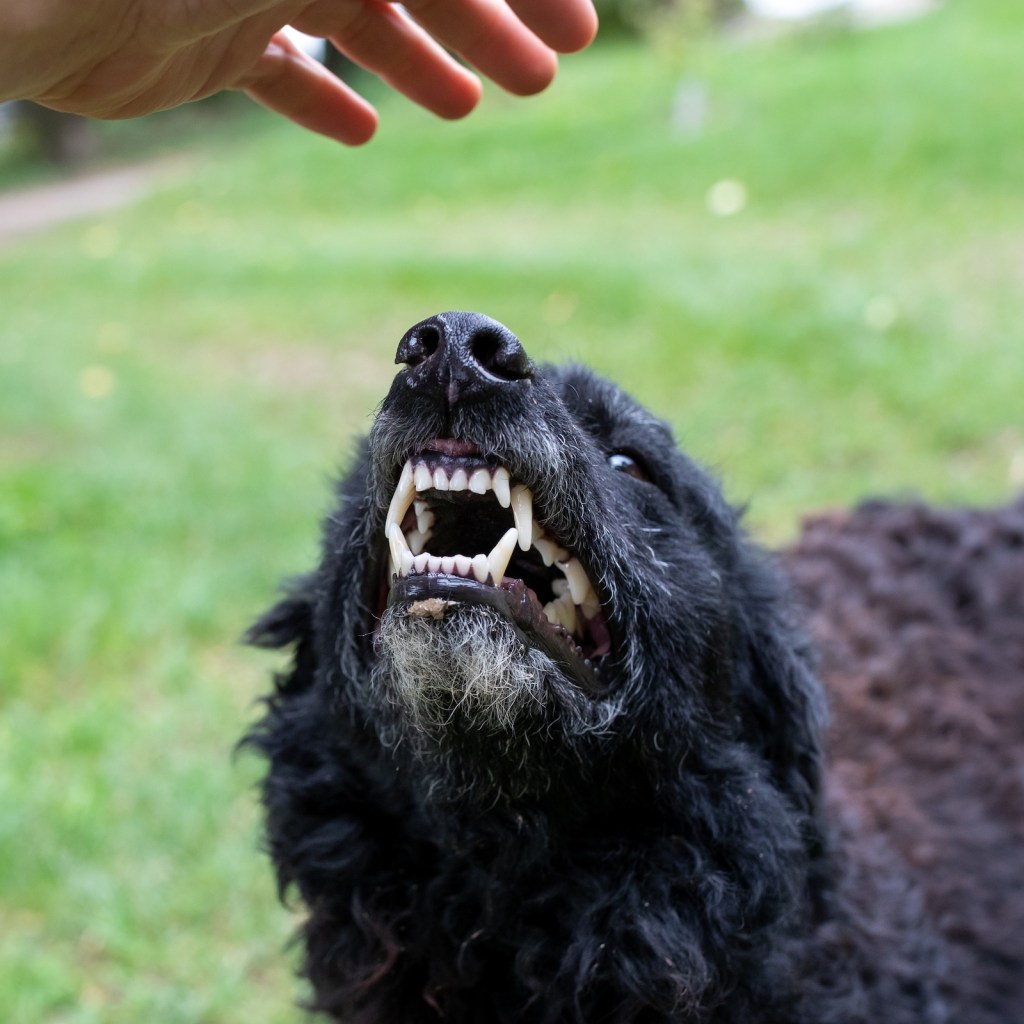 A black dog looks up and bares her teeth as a hand reaches down toward her