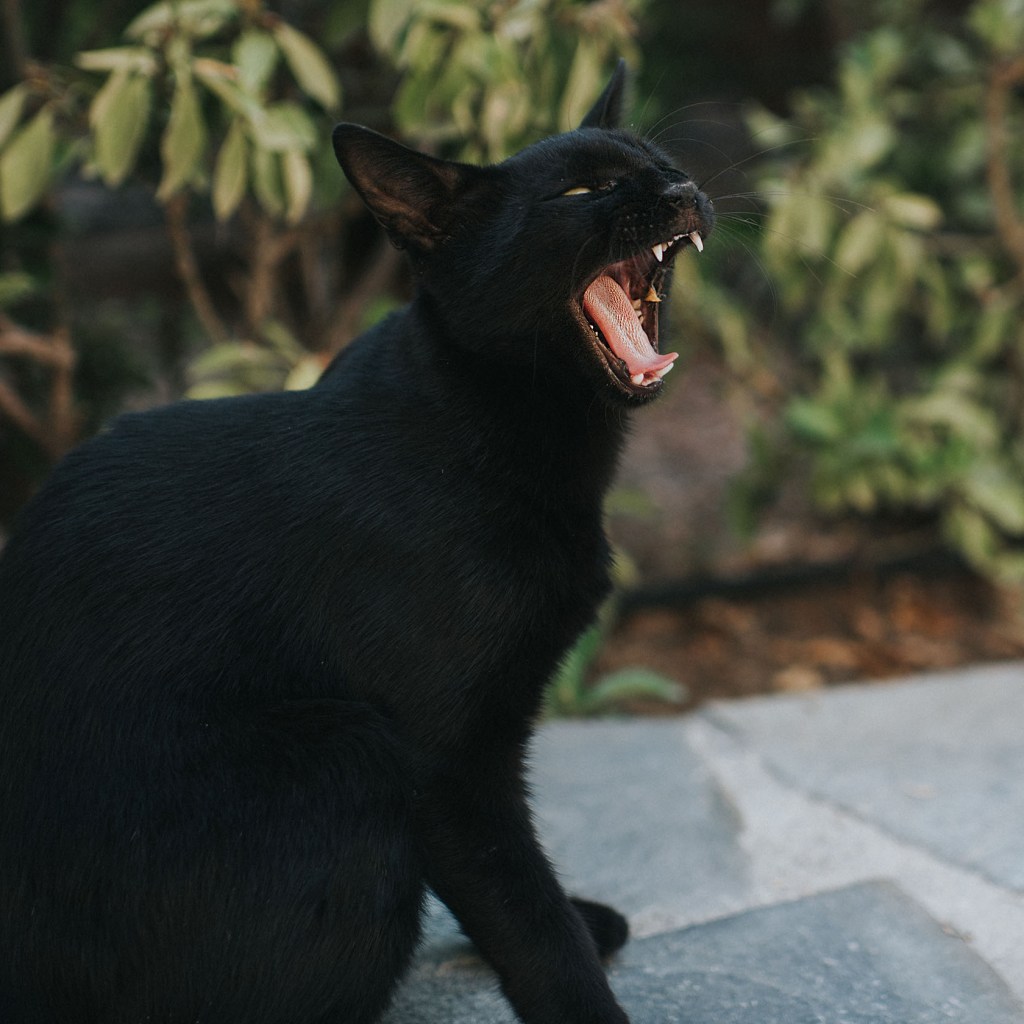 Black kitten yawning outside