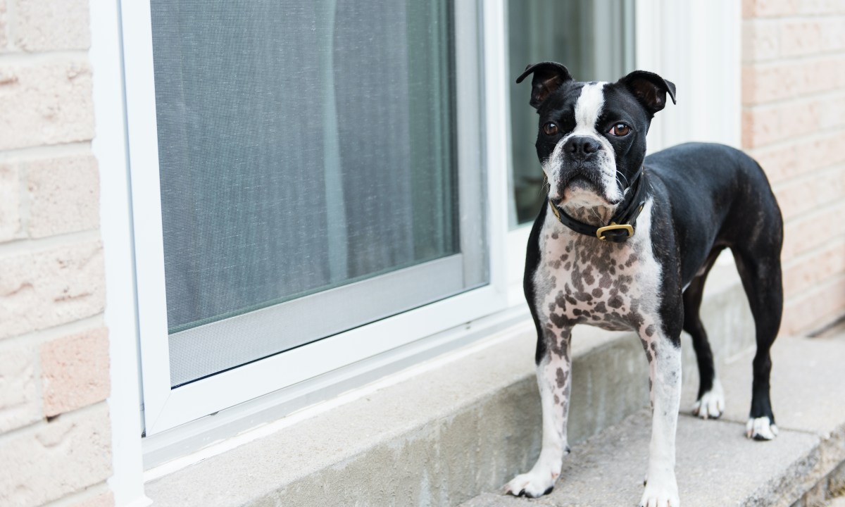 A Boston terrier stands by the back door of their house, wanting to be let in