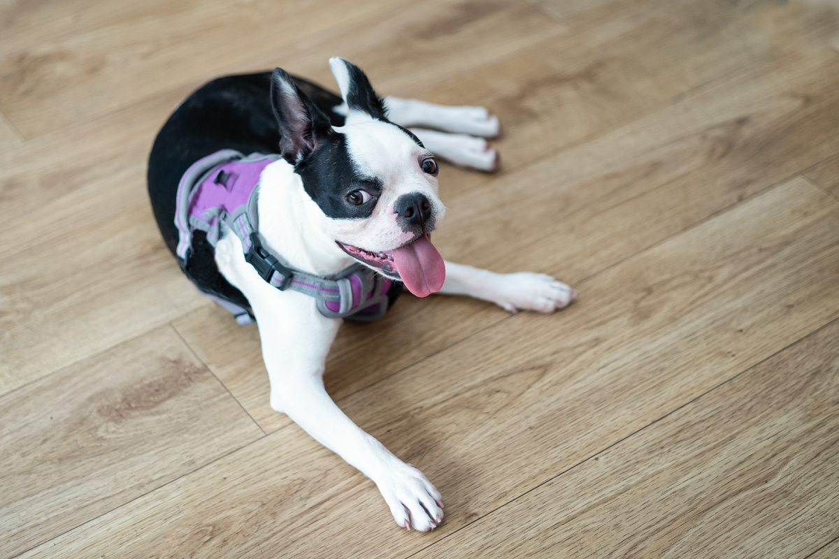 Boston terrier pup wearing harness indoors.