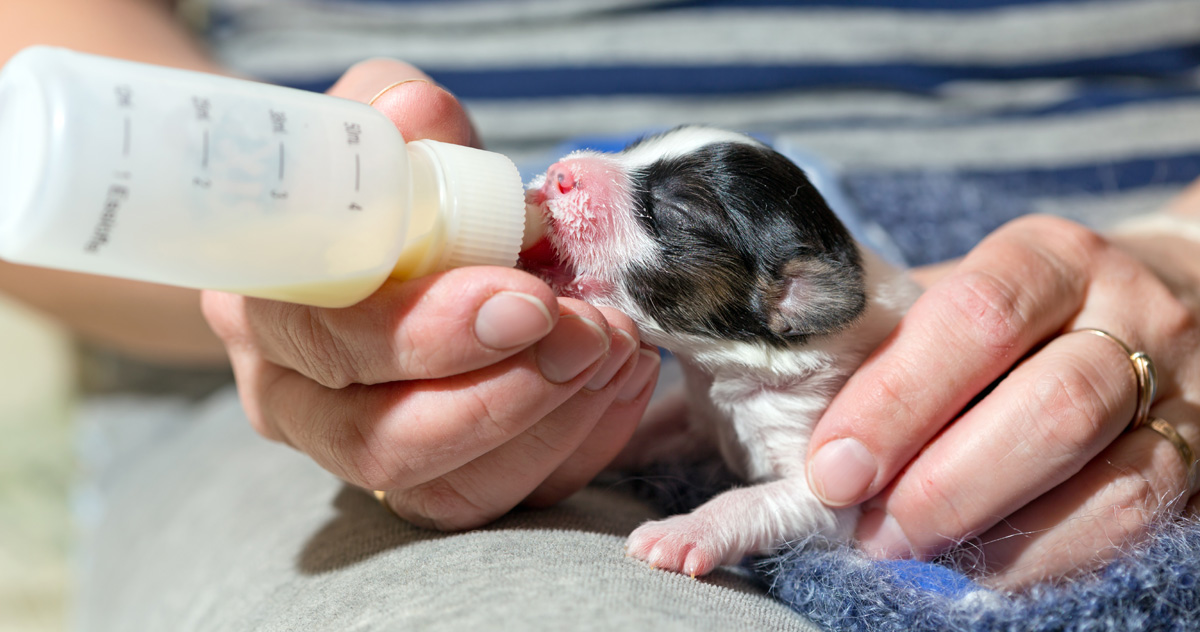 Bottle feeding a newborn puppy