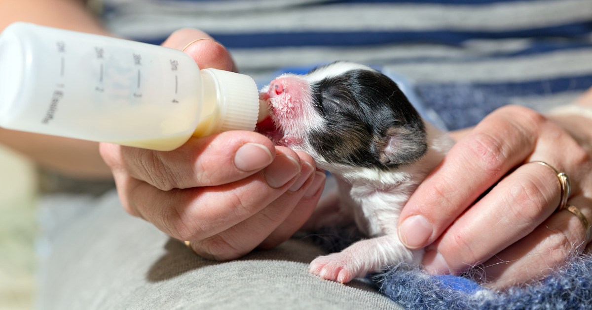 can a 7 week old puppy eat dog food