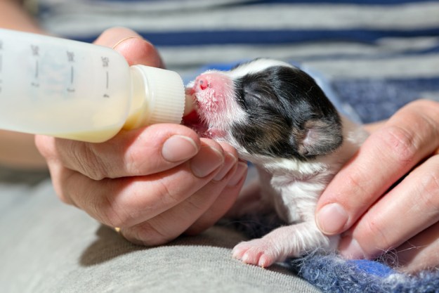 Bottle feeding a newborn puppy