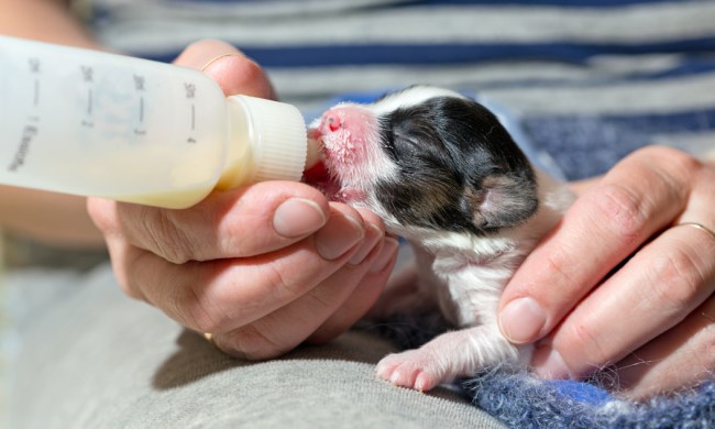 Bottle feeding a newborn puppy