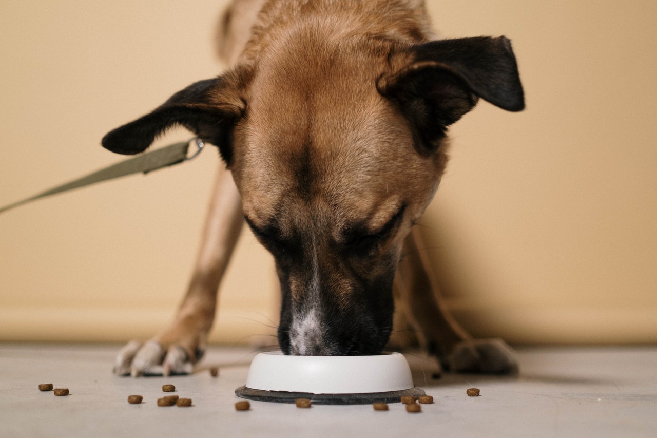  Is your old dog not eating? It probably has nothing to do with hunger