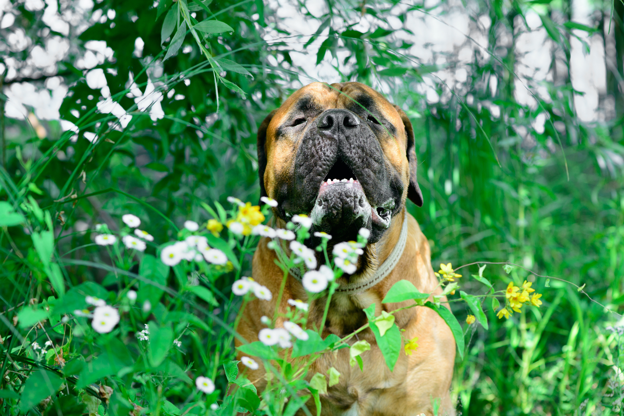 A Bullmastiff sits in a field of flowers in the park