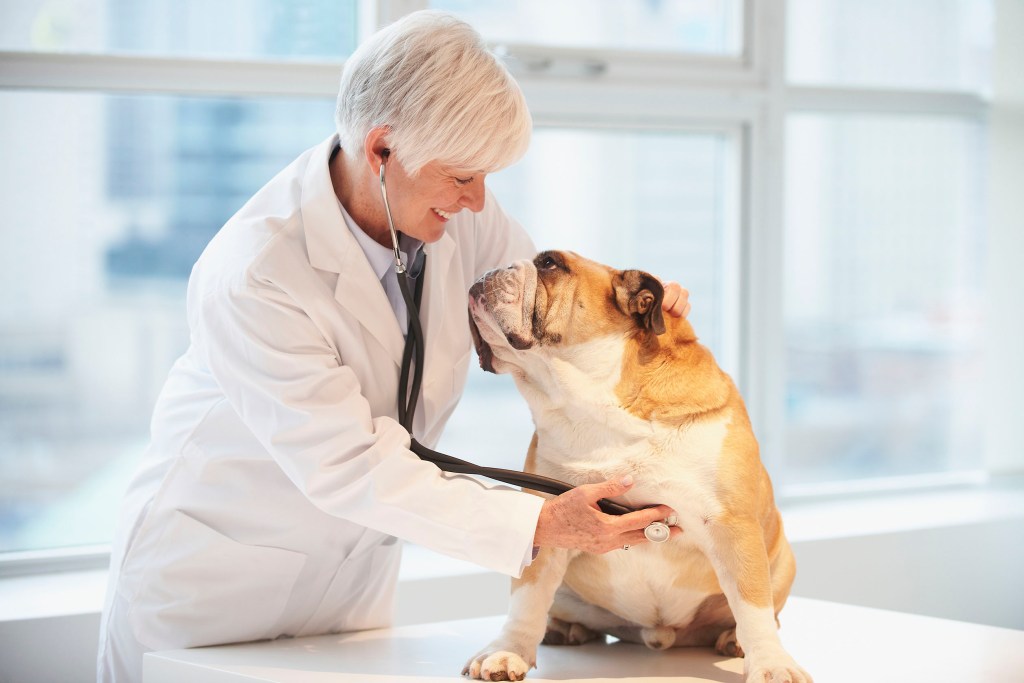 Bulldog at check-up with a vet