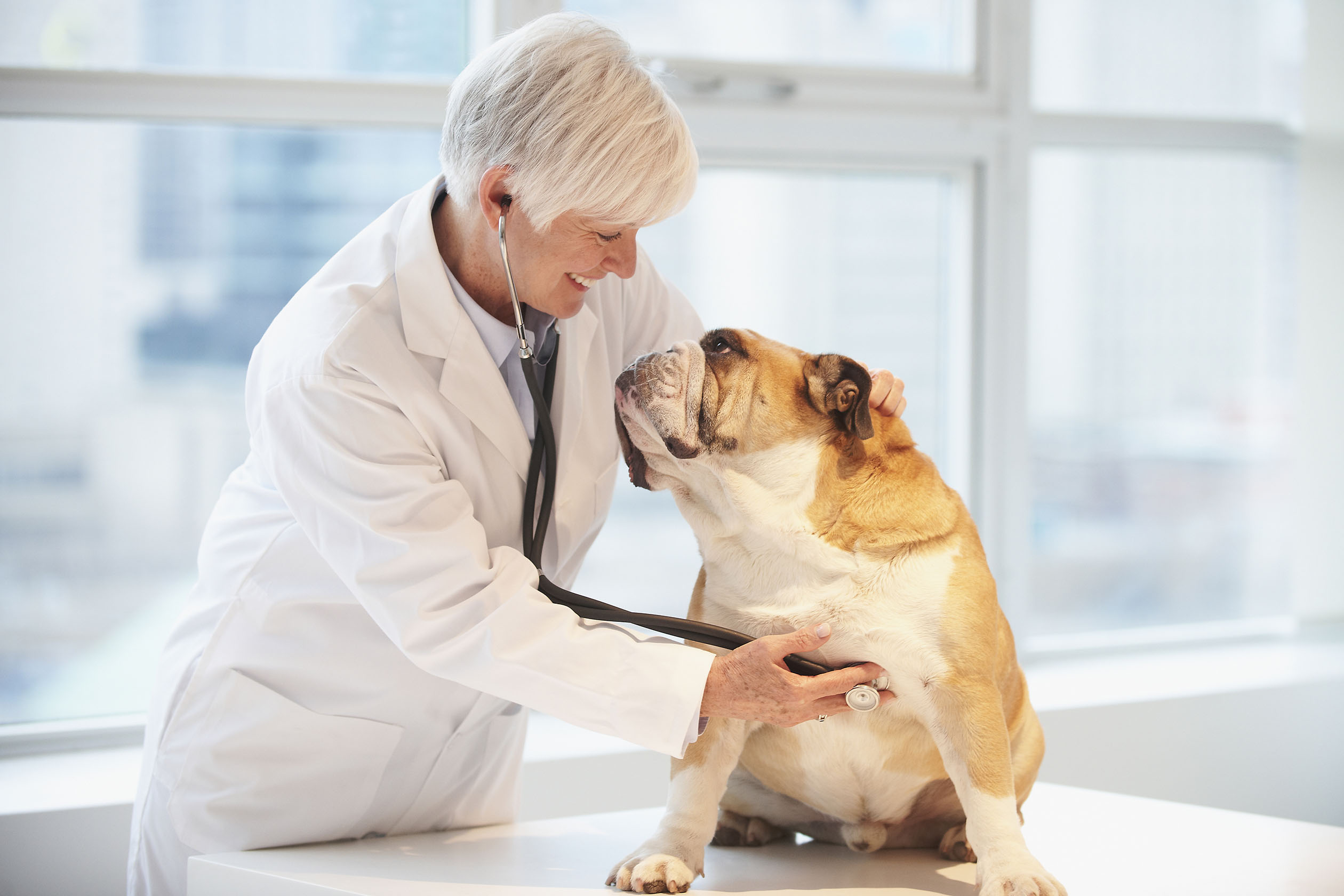 Buldogas apžiūros pas veterinarą