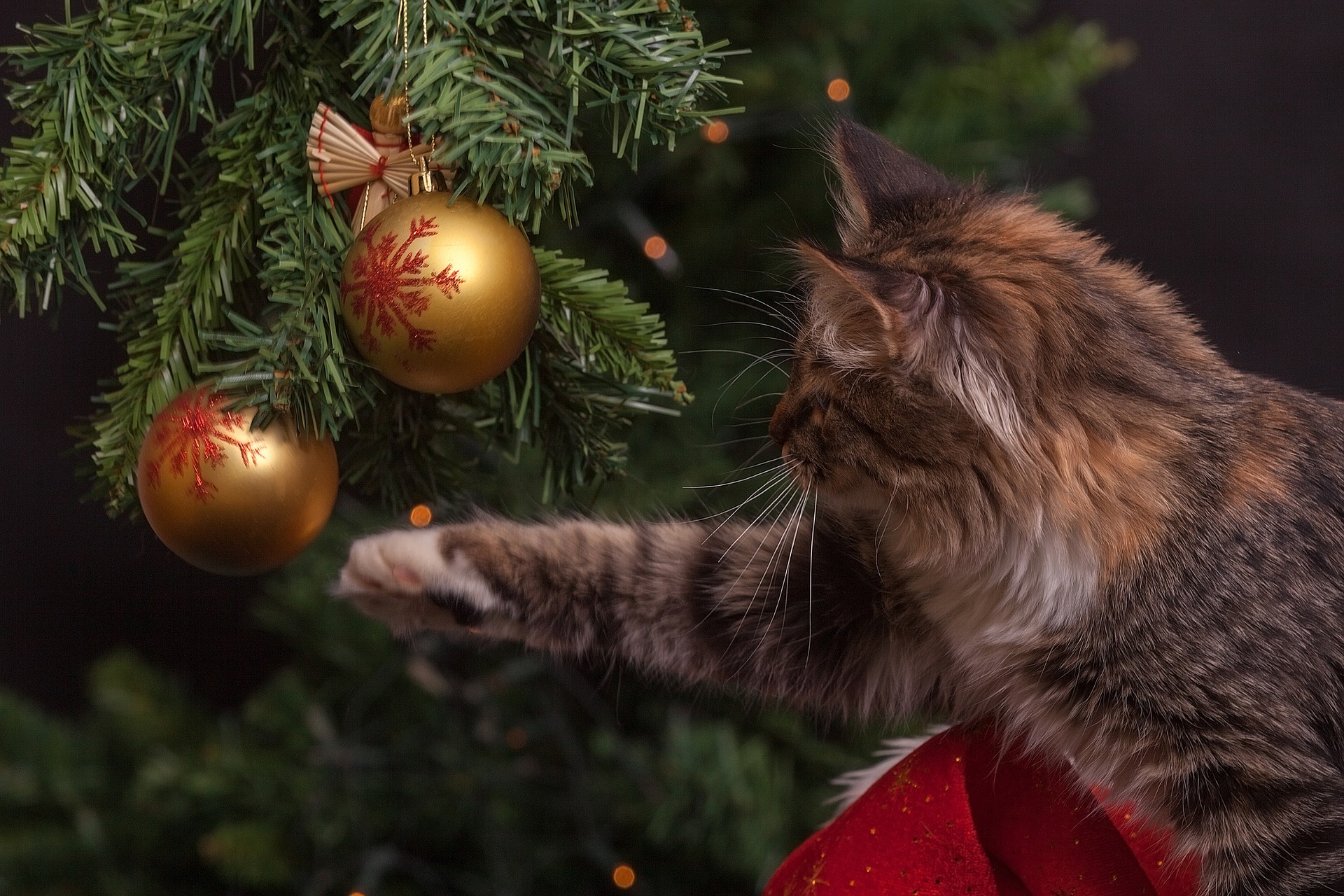 Cat batting at a Christmas ornament on a tree