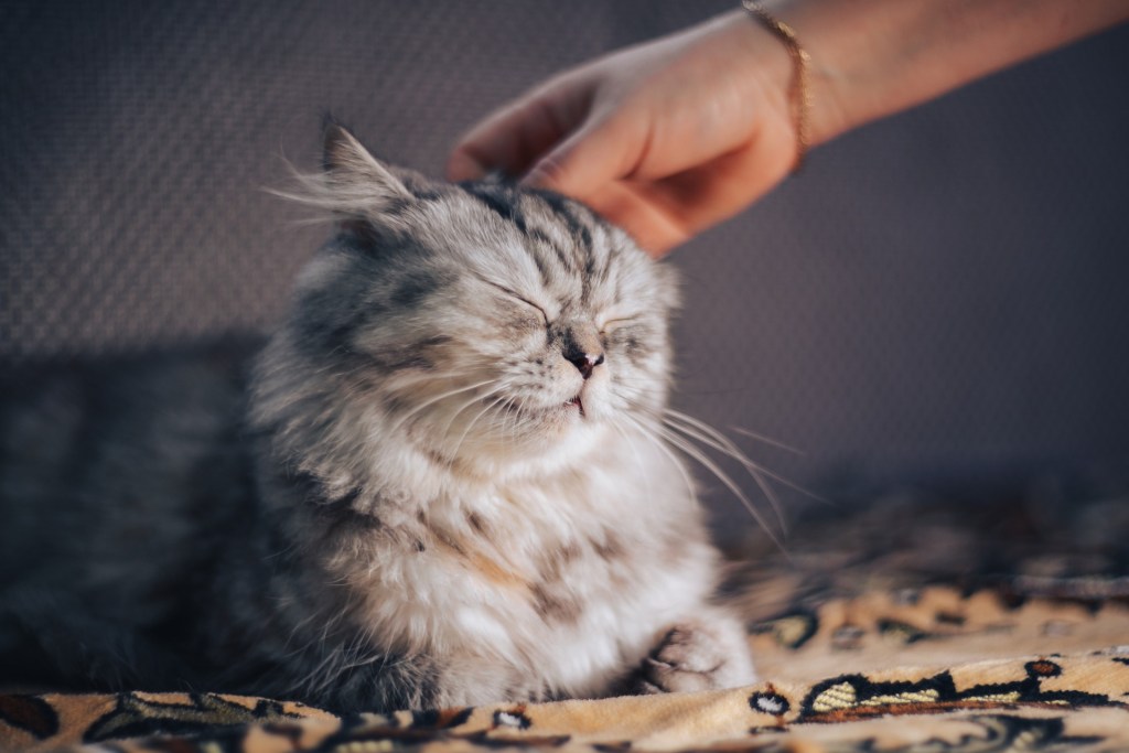 A content cat closing its eyes while a person pats its head