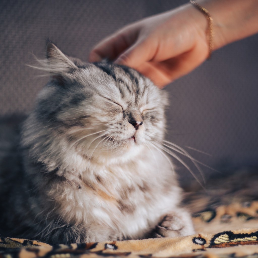 A content cat closing its eyes while a person pats its head