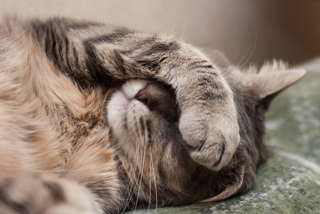 Cute cat sleeping with their paw over their face