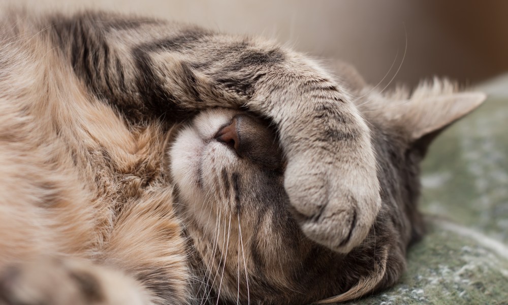 How to get a cat to sleep at night (yes, seriously) PawTracks