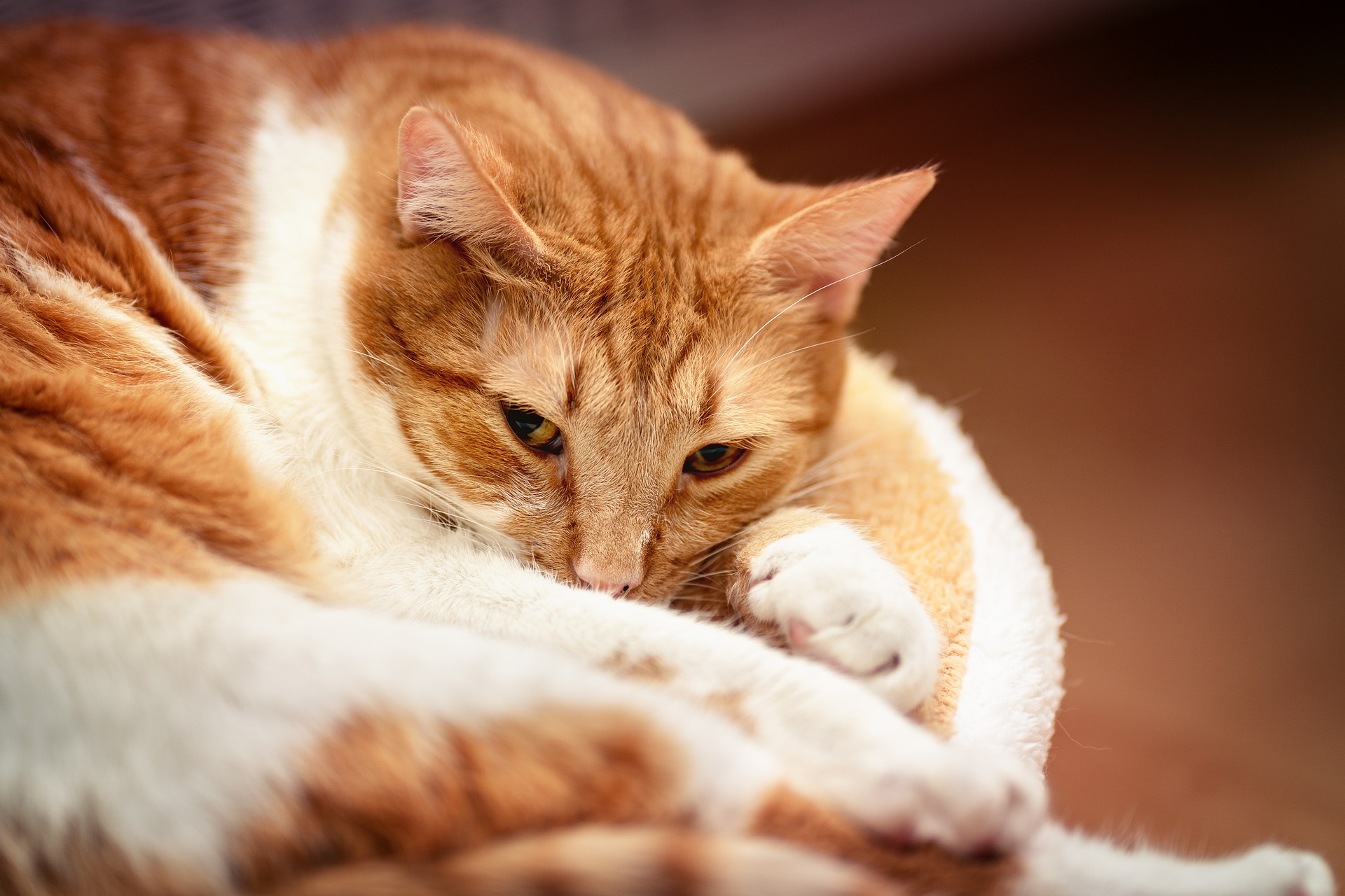 Cat curled up and sleeping on a cat bed