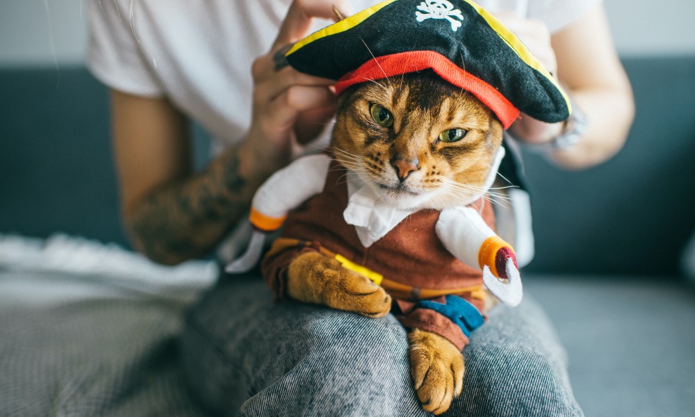 8 Halloween cat names you'll love PawTracks