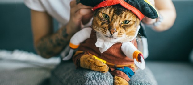A cat in a pirate costume sits on someone's lap