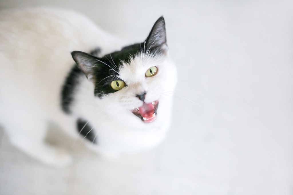 Why do cats meow? 5 reasons you can't ignore