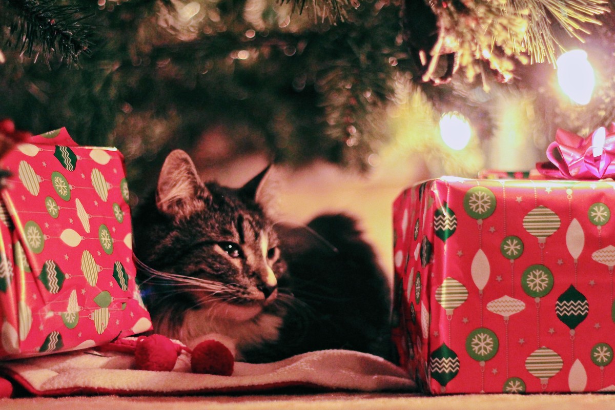 Cat under the Christmas tree