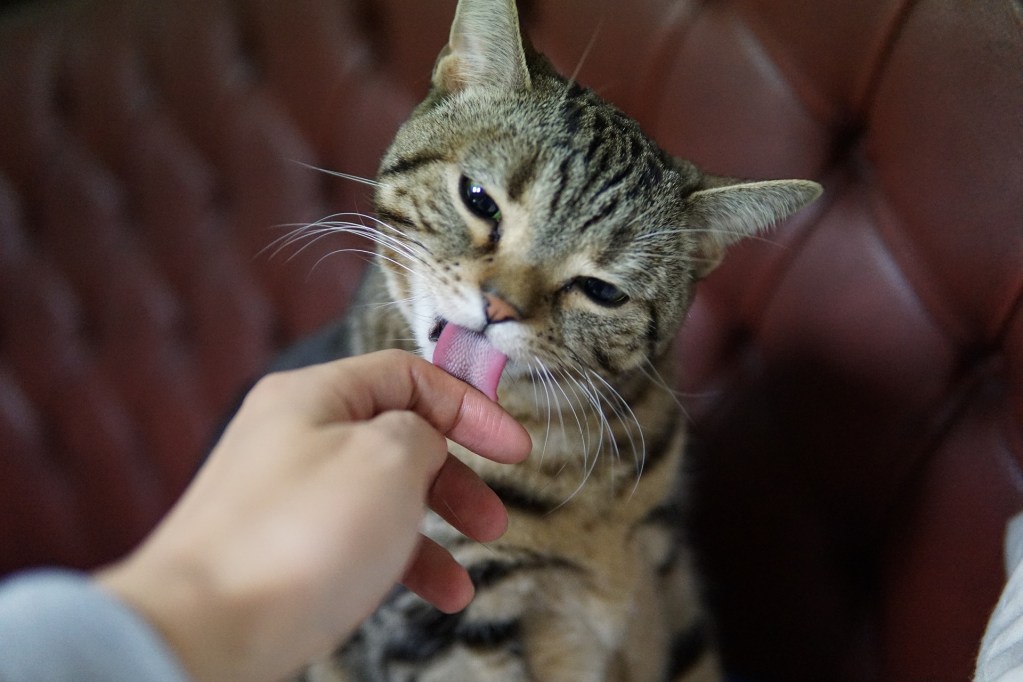 Cat sitting up and licking the finger of an outstretched hand