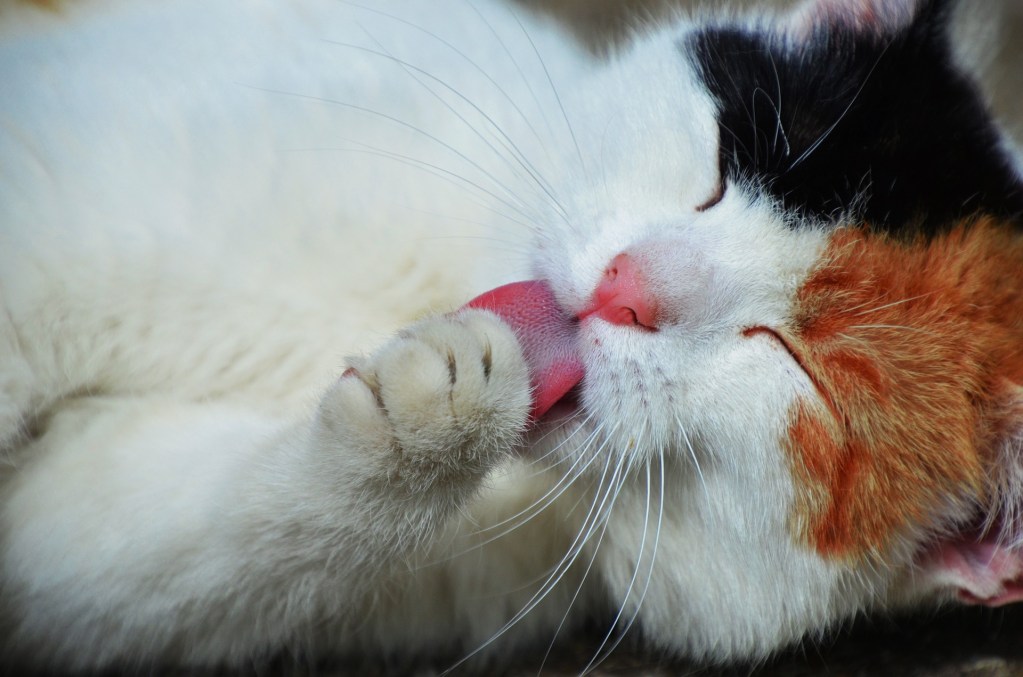 Cat lying on its side, licking its paw