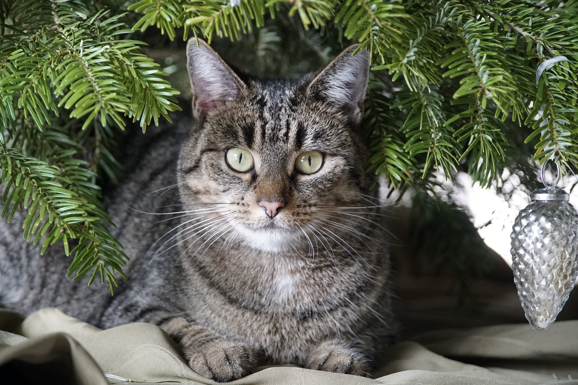 Cat lying underneath a Christmas tree