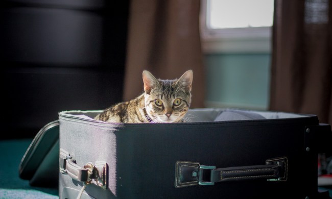 Cat sitting inside of an open suitcase