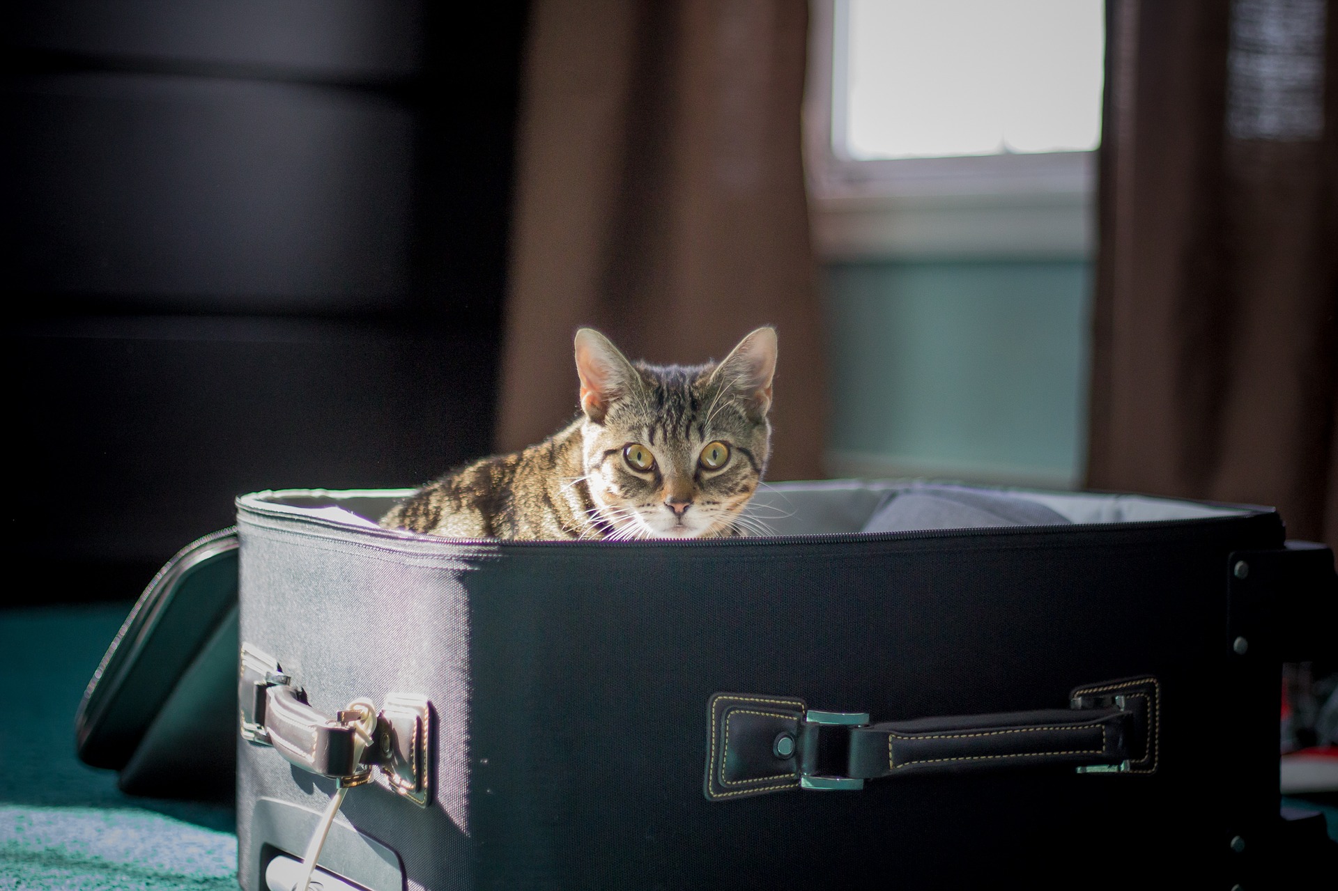 Cat sitting inside of an open suitcase