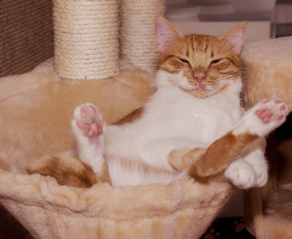 Cat sleeping on its back in the hammock of a cat tree