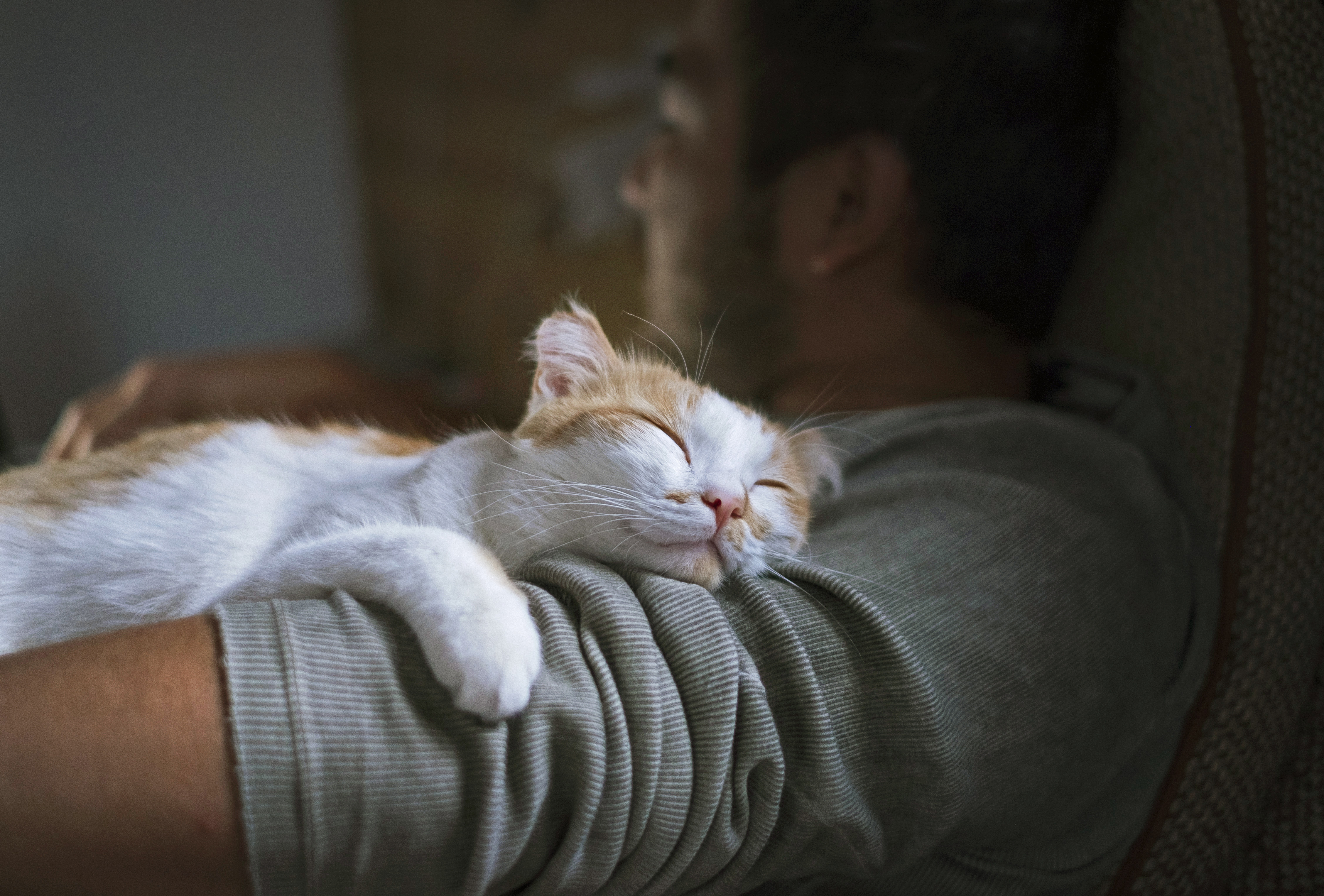 Cute smiling happy cat lying on the man's shoulder.