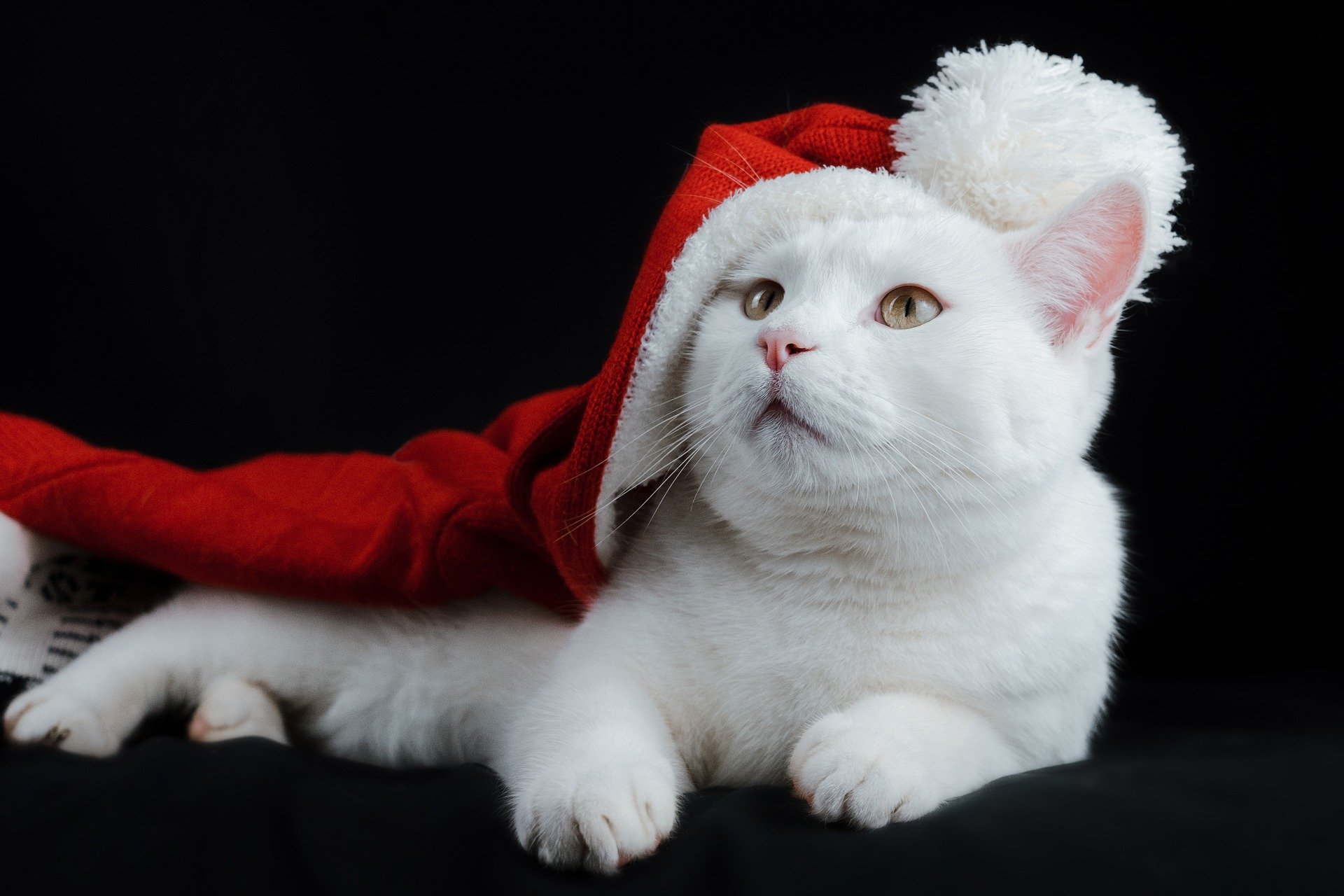 White cat wearing a Santa hat
