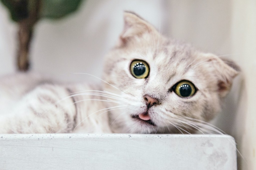 When Do Kittens' Eyes Change Color? Here's What Experts Say | PawTracks