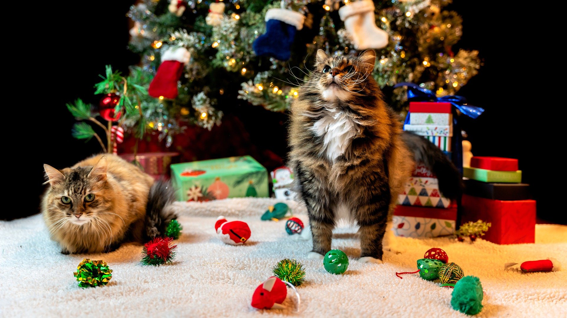 Here Are Some Purr-Fect Gifts to Buy For Cat Lovers | PawTracks