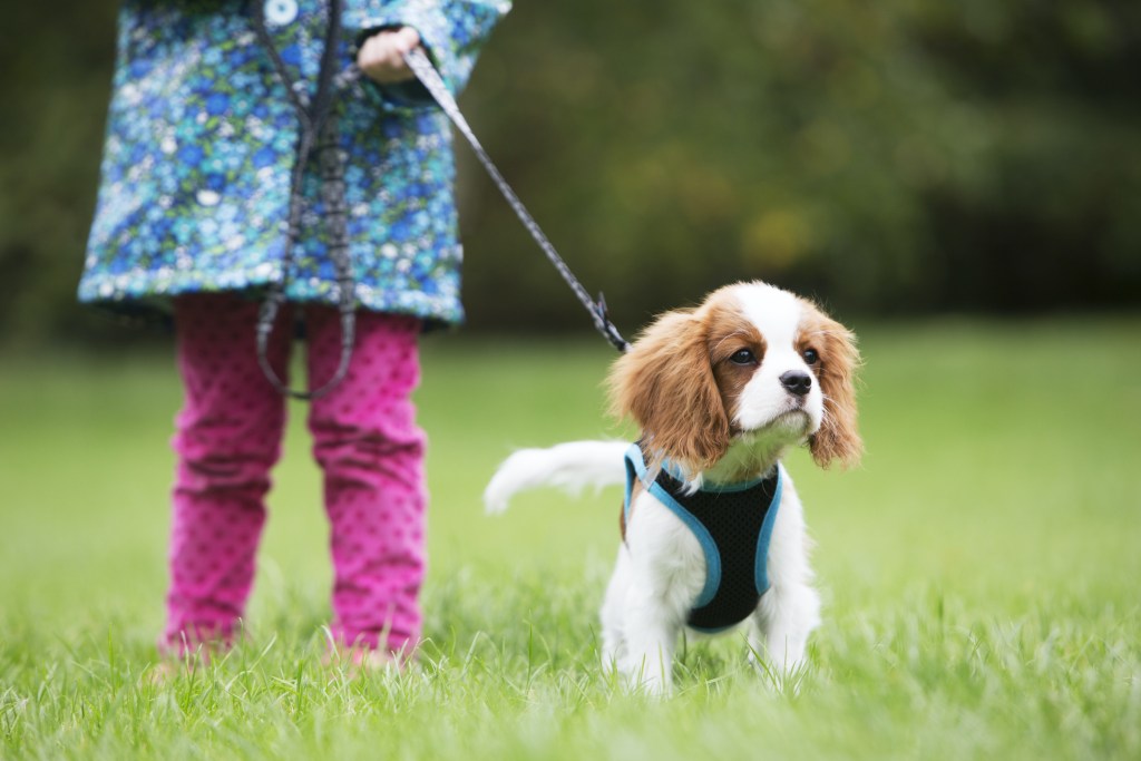Mergina laiko karaliaus Karolio spanielį už pavadėlio lauke, žolėje