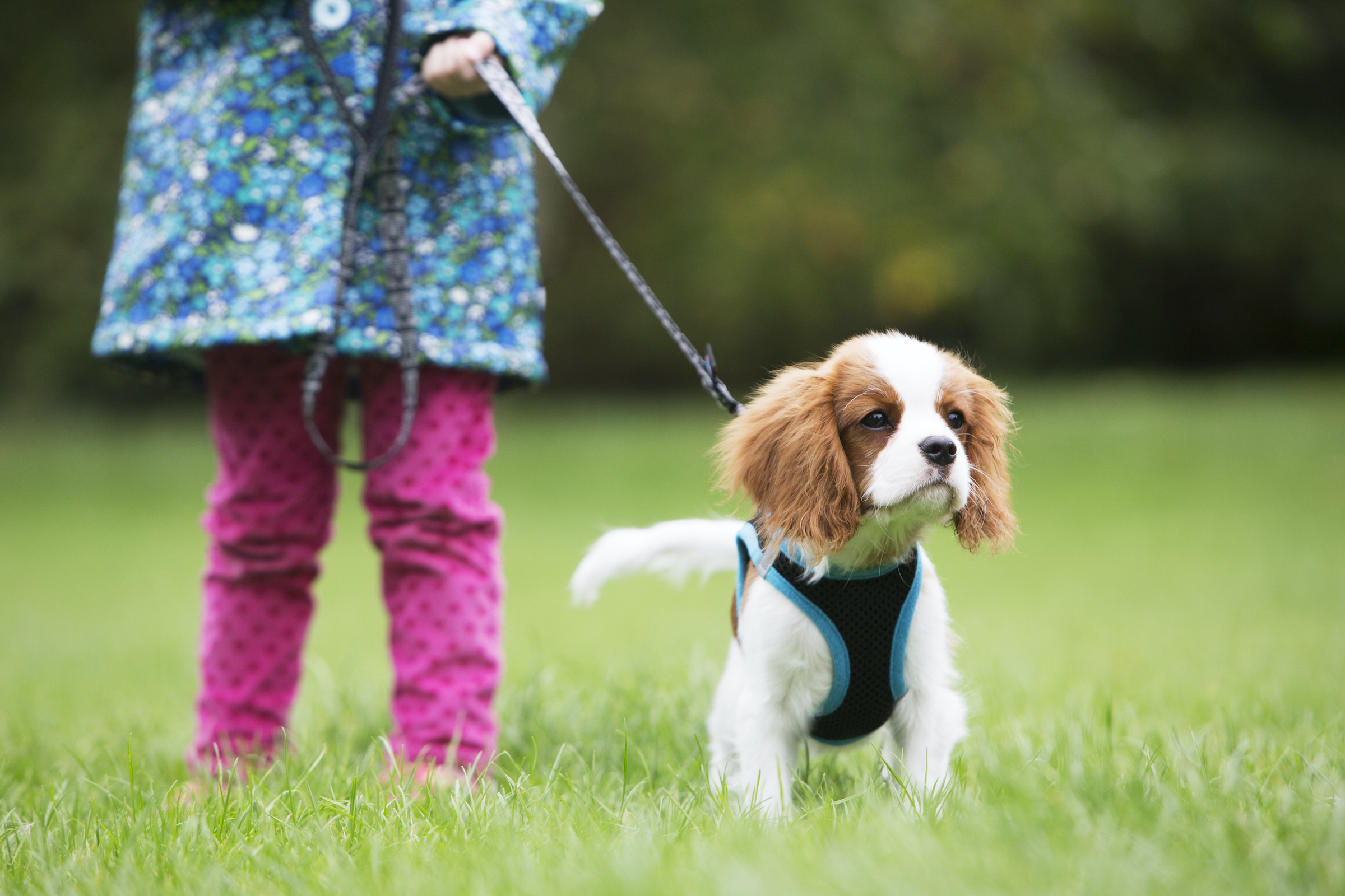 Mergina laiko karaliaus Karolio spanielį už pavadėlio lauke, žolėje