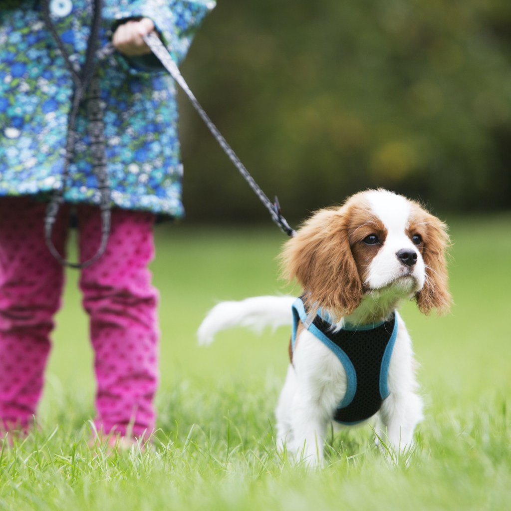 A girl holds a King Charles Spaniel on a leash outside in the grass