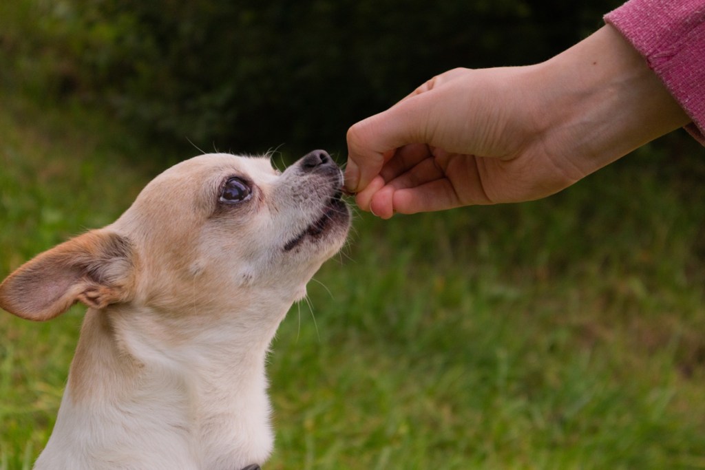 Chihuahua getting a treat.