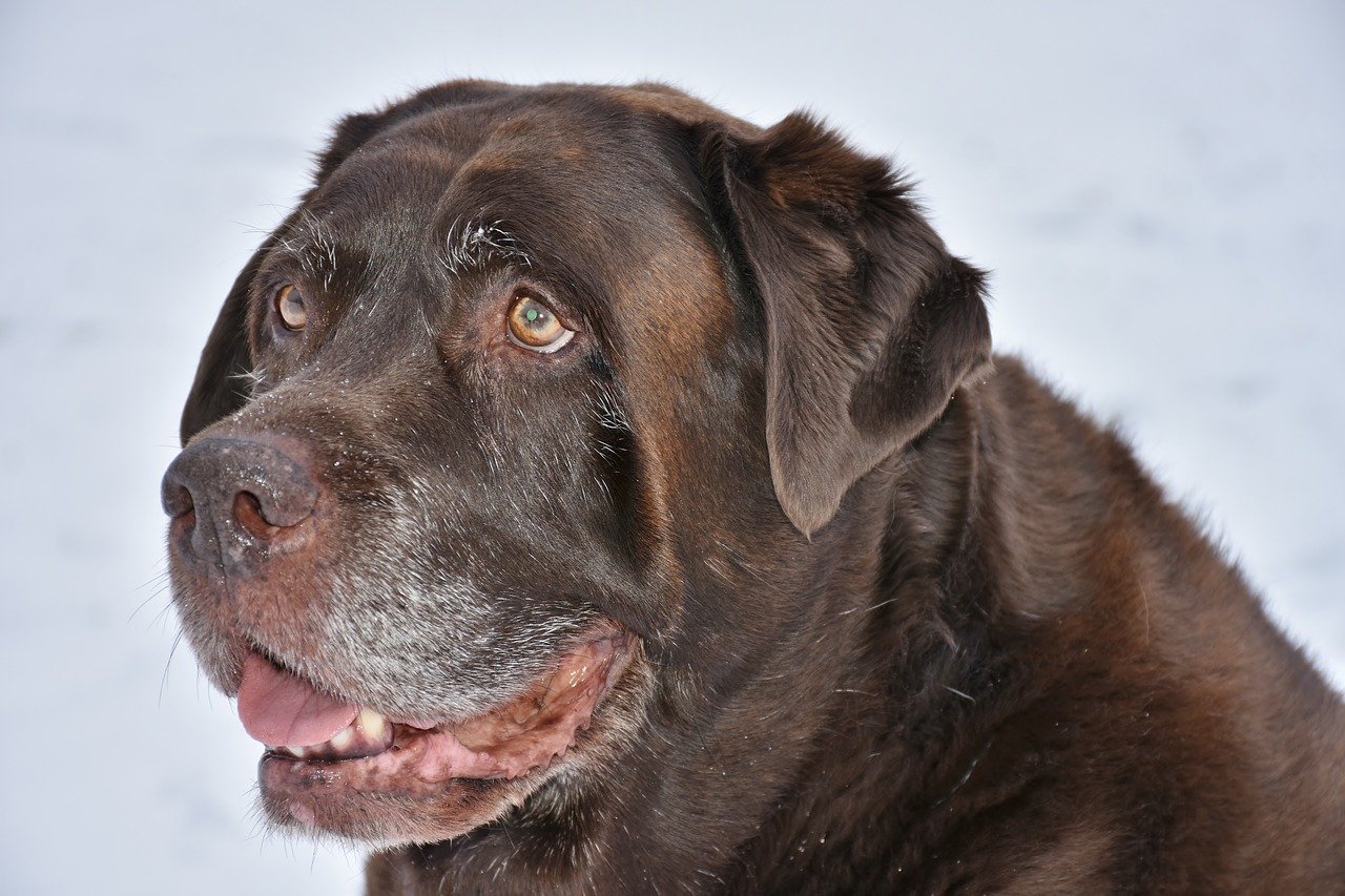 Chocolate brown Labrador retriever with a graying muzzle.